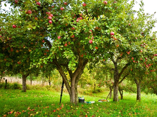 Przydomowy sad jabłoniowy