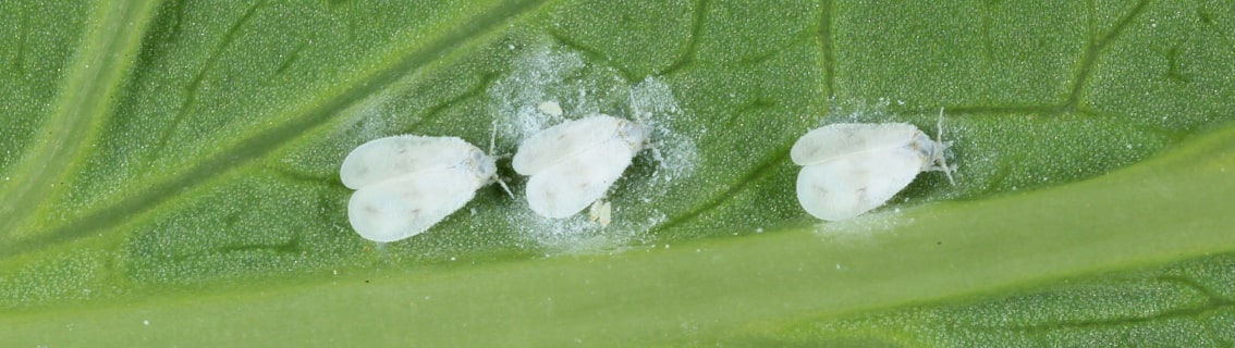 Mączlik warzywny (Aleyrodes proletella) na spodniej stronie liścia