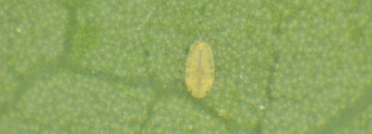 Migrująca larwa misecznika - zdjęcie
