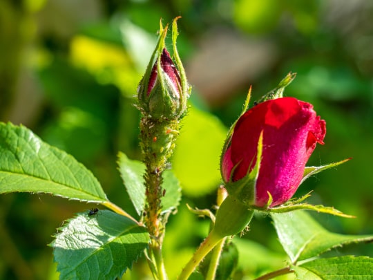 Mszyca różano-szczeciowa na róży
